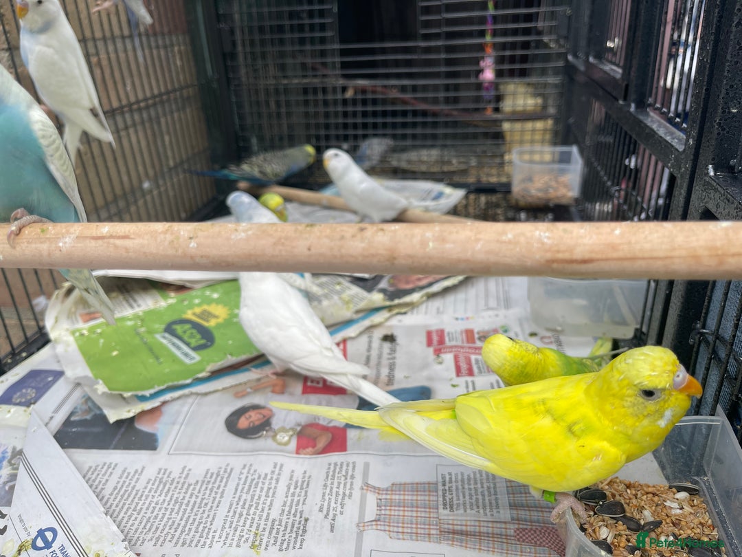 Budgerigars birds for sale: Baby Babies - Image 6