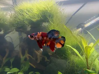 Bettas fish Betta fish and fish tank for sale - Advert 1