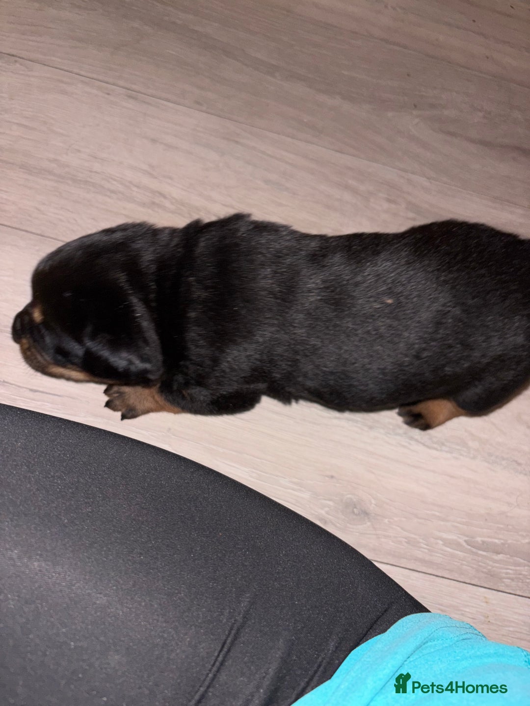 Rottweiler dogs for sale: 7 stunning chunky full breed Rottweilers  - Advert 11