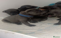 Staffordshire Bull Terrier dogs for sale: Beautiful blue staff puppies  - Image 26