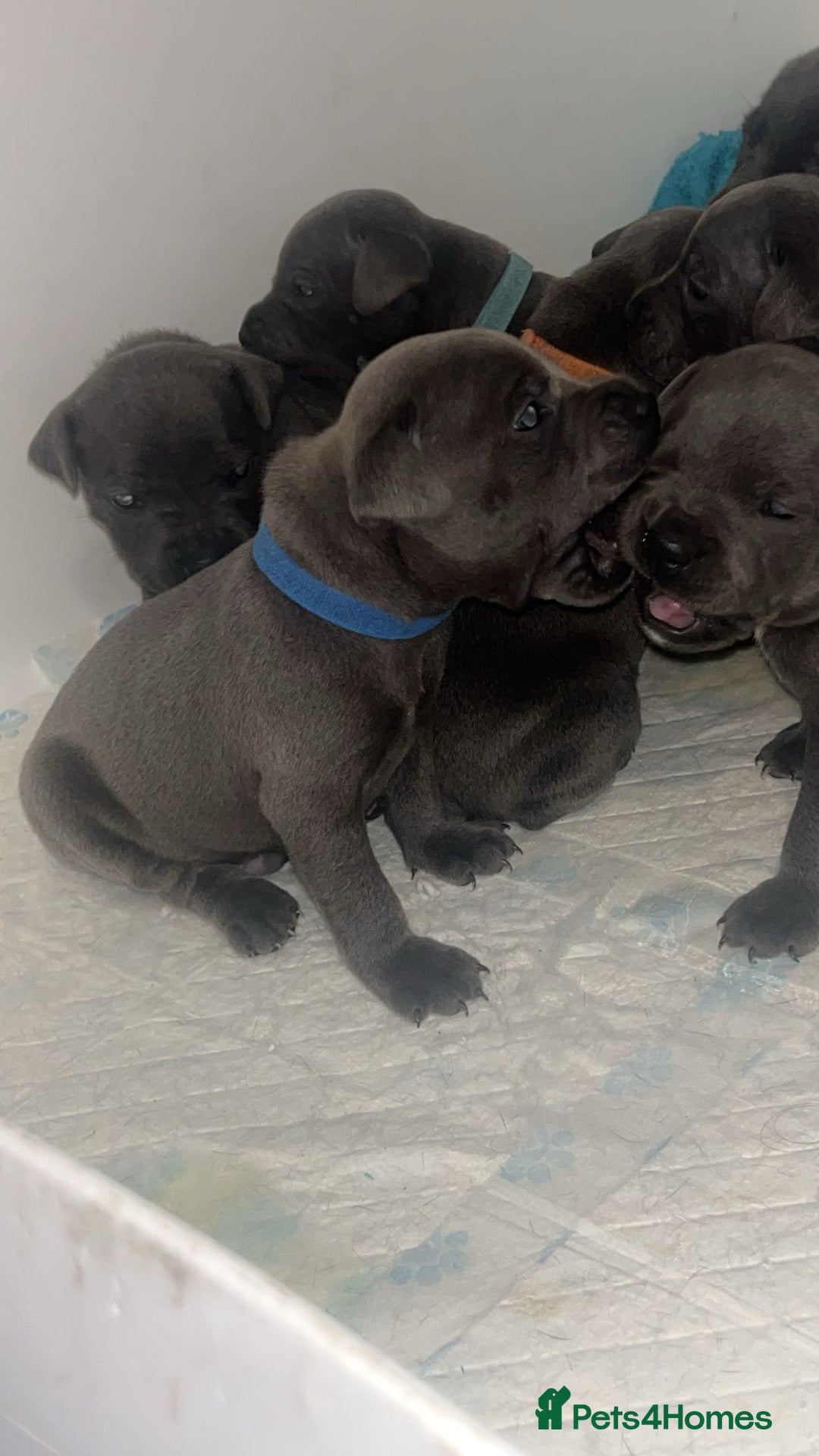 Staffordshire Bull Terrier dogs for sale: Beautiful blue staff puppies  - Image 26