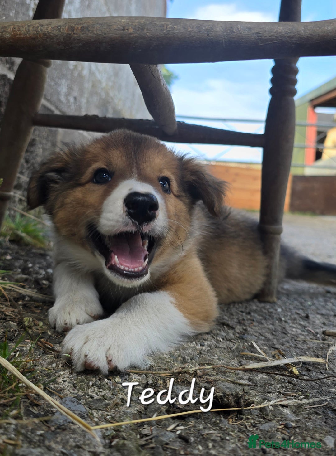Border Collie dogs for sale:   Welsh Collie boy ready NOW - Image 1