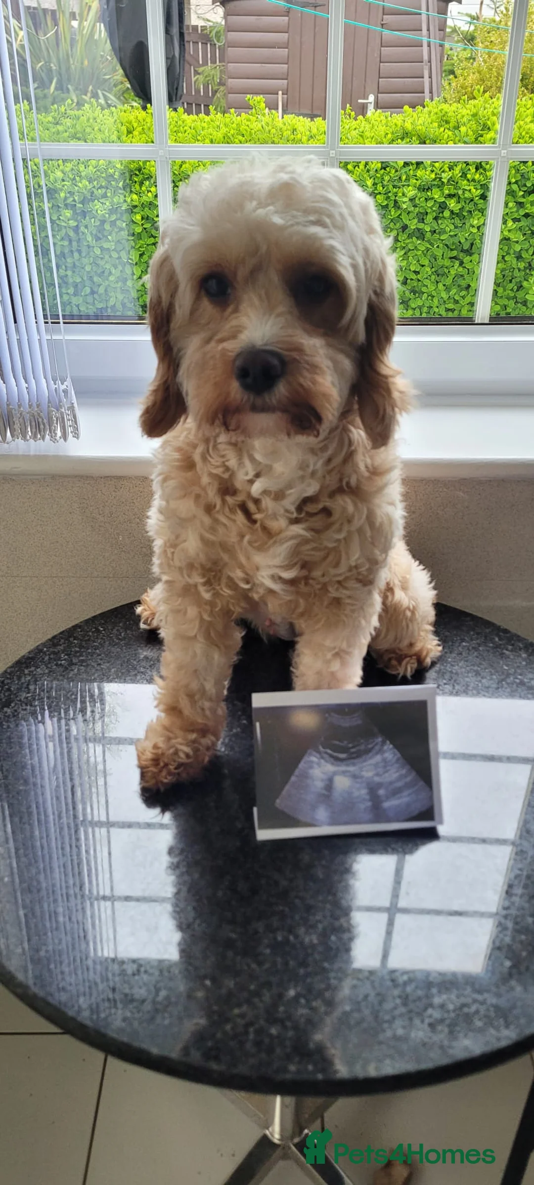 Cavapoo dogs for sale: Worry-Free-Pups-F1B CAVAPOO PUPPIES - Advert 2