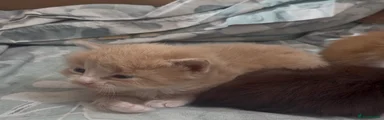 Mixed Breed Kitten 2