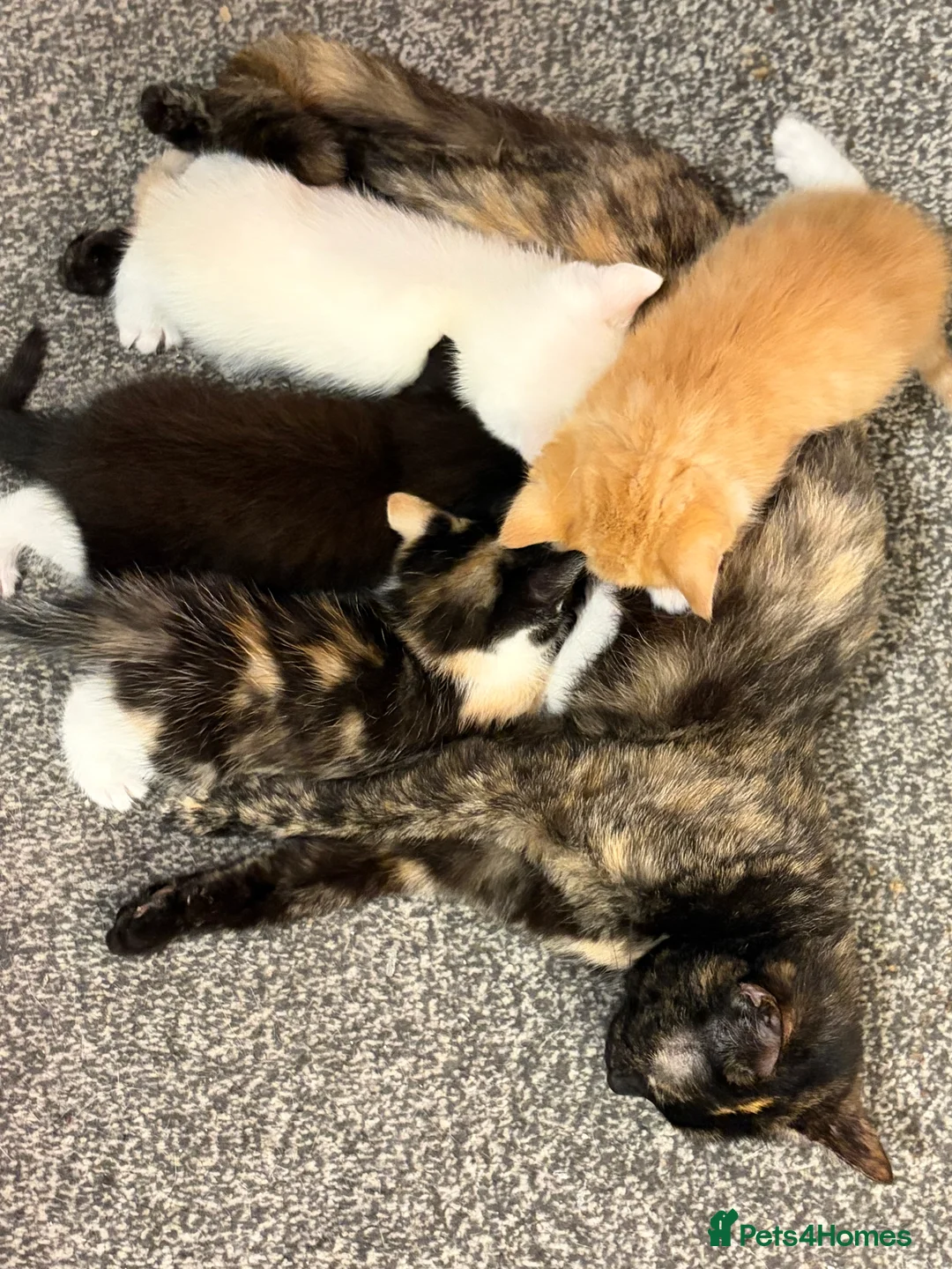 Domestic Shorthair cats for sale: 3 Domestic shorthair kittens  - Advert 2