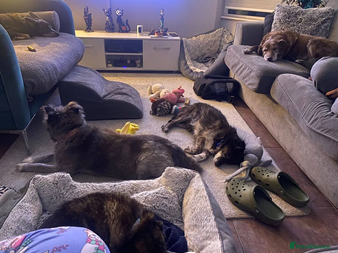 Mixed Breed dogs for adoption: Meet Gizmo, currently residing in Lancashire  - Advert 11