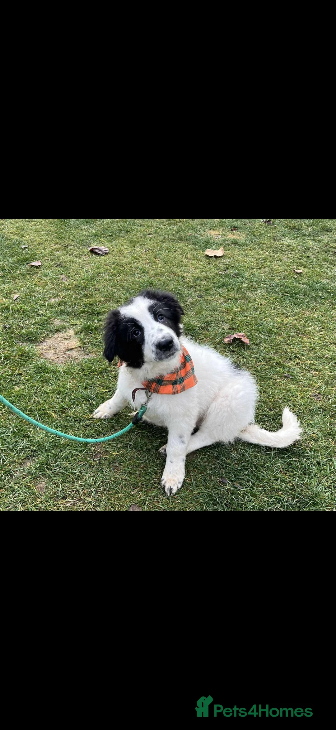 Mixed Breed dogs for adoption: ACE - HELP HIM COME UP TRUMPS! - Advert 2