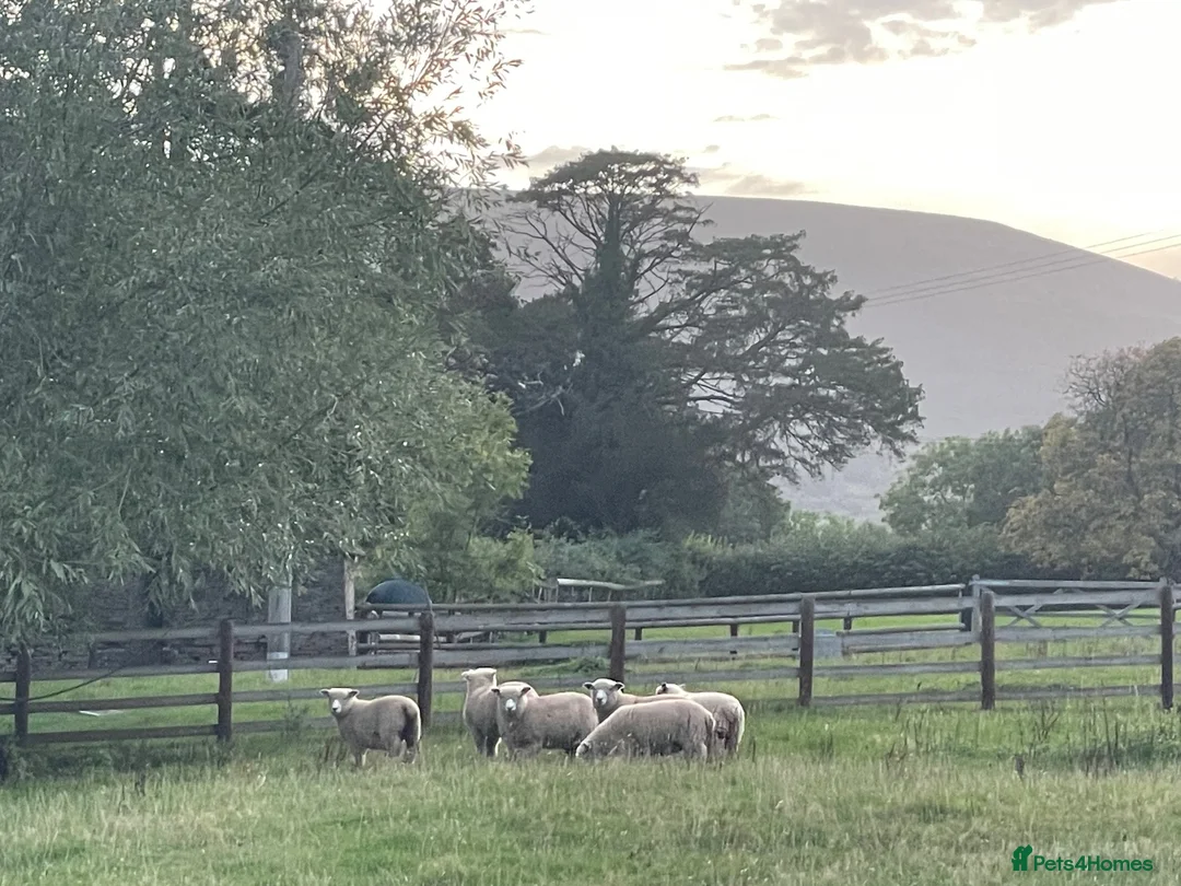 Sheep livestock for sale: Pedigree ryeland ram lambs in Hereford - Advert 1