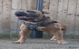 Cane Corso dogs for stud: Russian import working blood cane corso stud - Advert 2