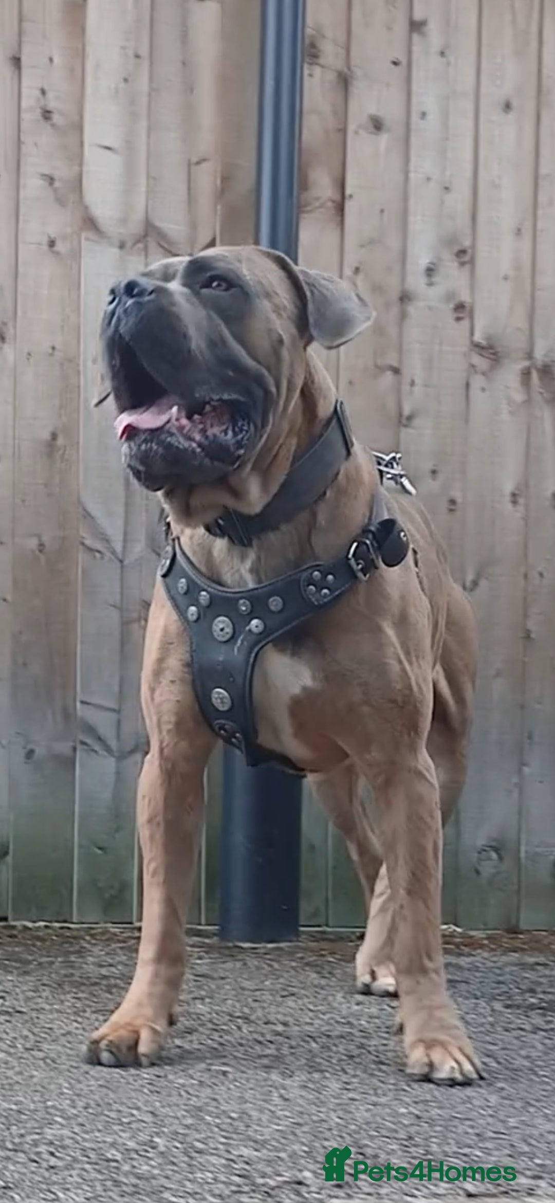 Cane Corso dogs for stud: Russian import working blood cane corso stud - Advert 2