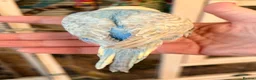 Budgerigars birds for sale: Beautiful baby budgies.  - Advert 2