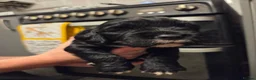 Cocker Spaniel dogs for sale: Beautiful litter of 4 male cocker spaniels  - Advert 20