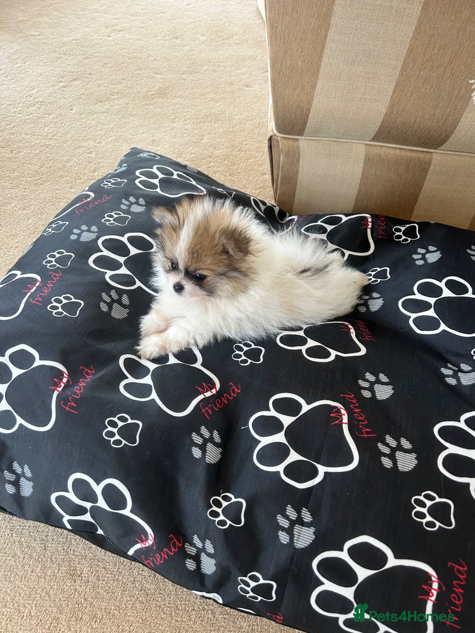 Pomeranian dogs Rainbow litter all different colors and markings  - Advert 5