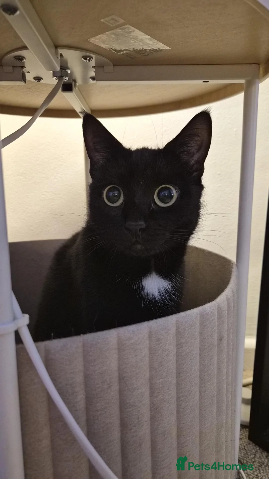 Mixed Breed cats for sale: Kittens! in Eastleigh - Advert 6