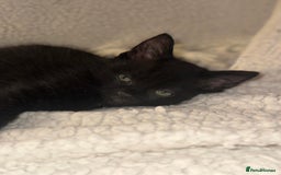 Mixed Breed cats for sale: Female cat - Image 2