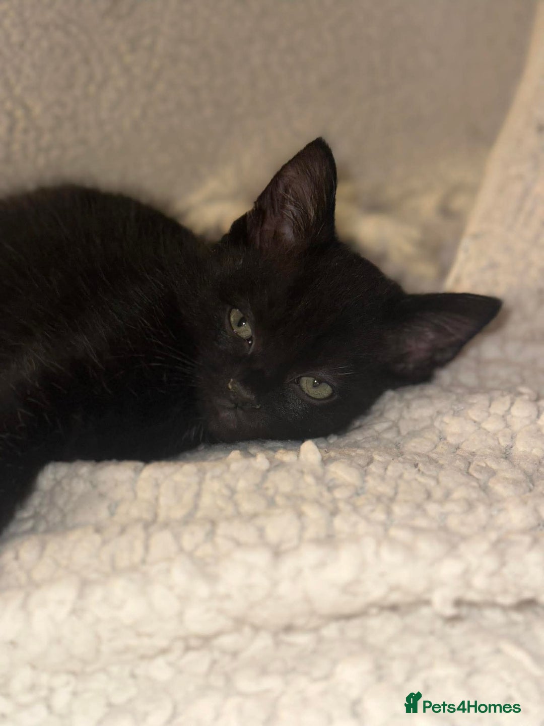 Mixed Breed cats for sale: Female cat - Image 2