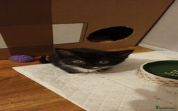 Domestic Shorthair cats for sale: 4 gorgeous kittens for sale ❤️ - Advert 3