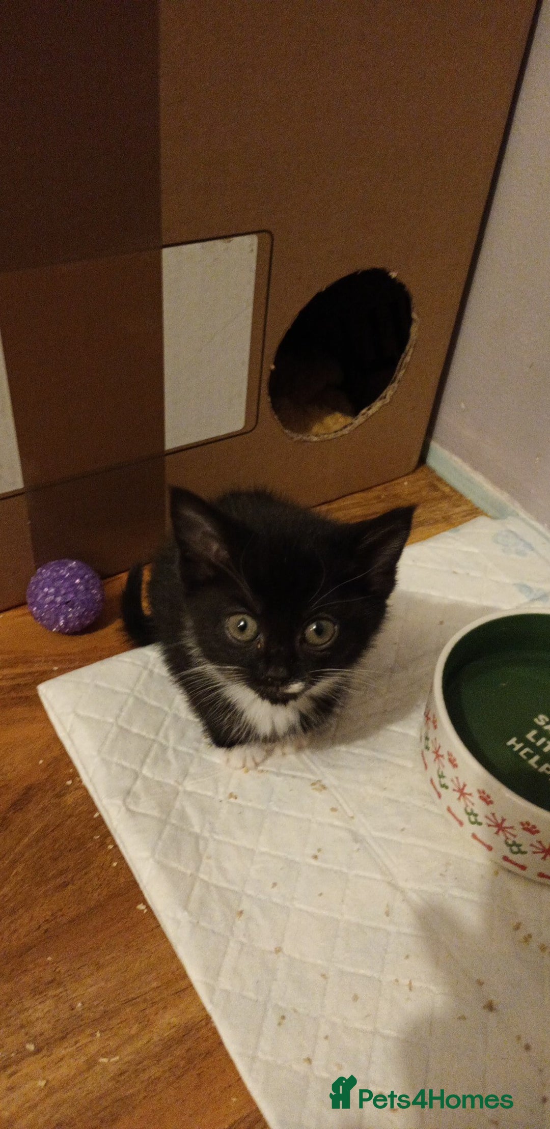 Domestic Shorthair cats for sale: 4 gorgeous kittens for sale ❤️ - Advert 3