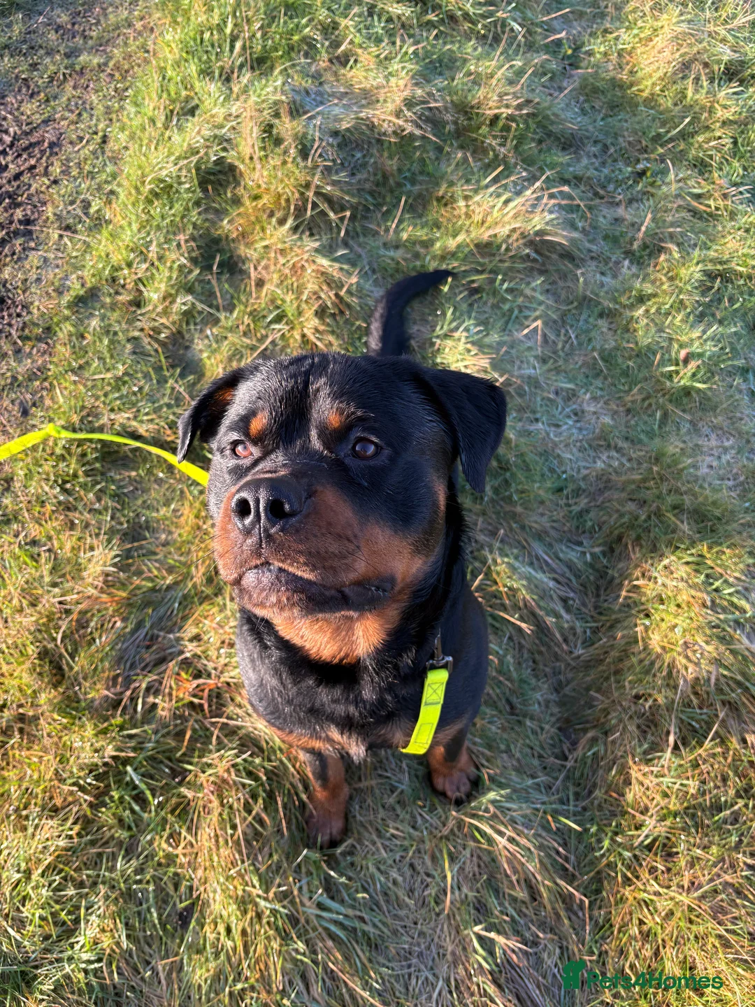 Rottweiler dogs for sale: Rotty looking for loving home (1.5yr old male) - Advert 7