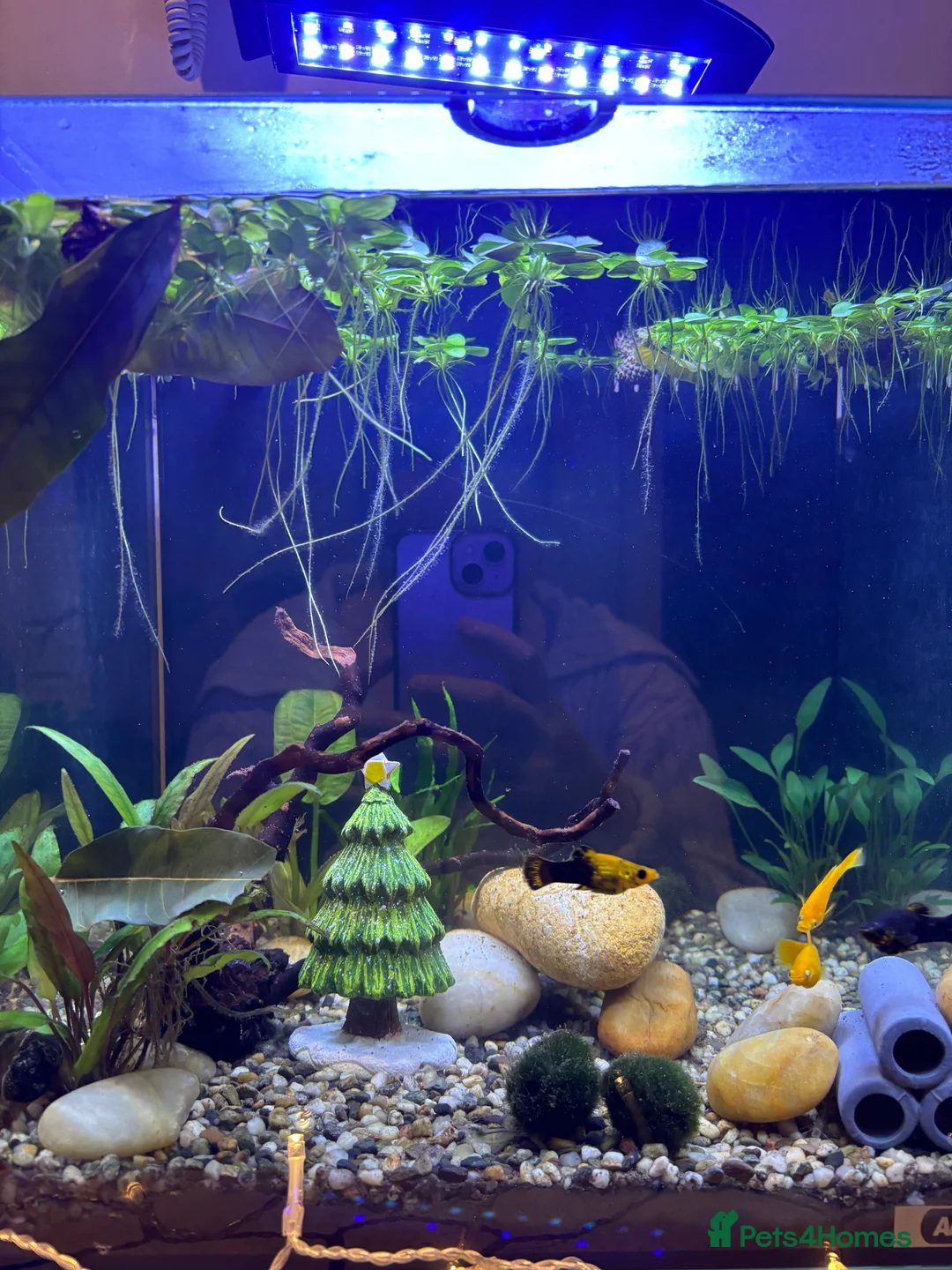 Mollies fish for sale: Baby Mollies and 4 male Mollies  - Advert 3