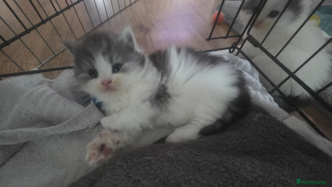 British Shorthair cats for sale: British shorthair - Advert 2