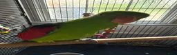 Parrots birds for sale: Semi tame crimson wing - Advert 4