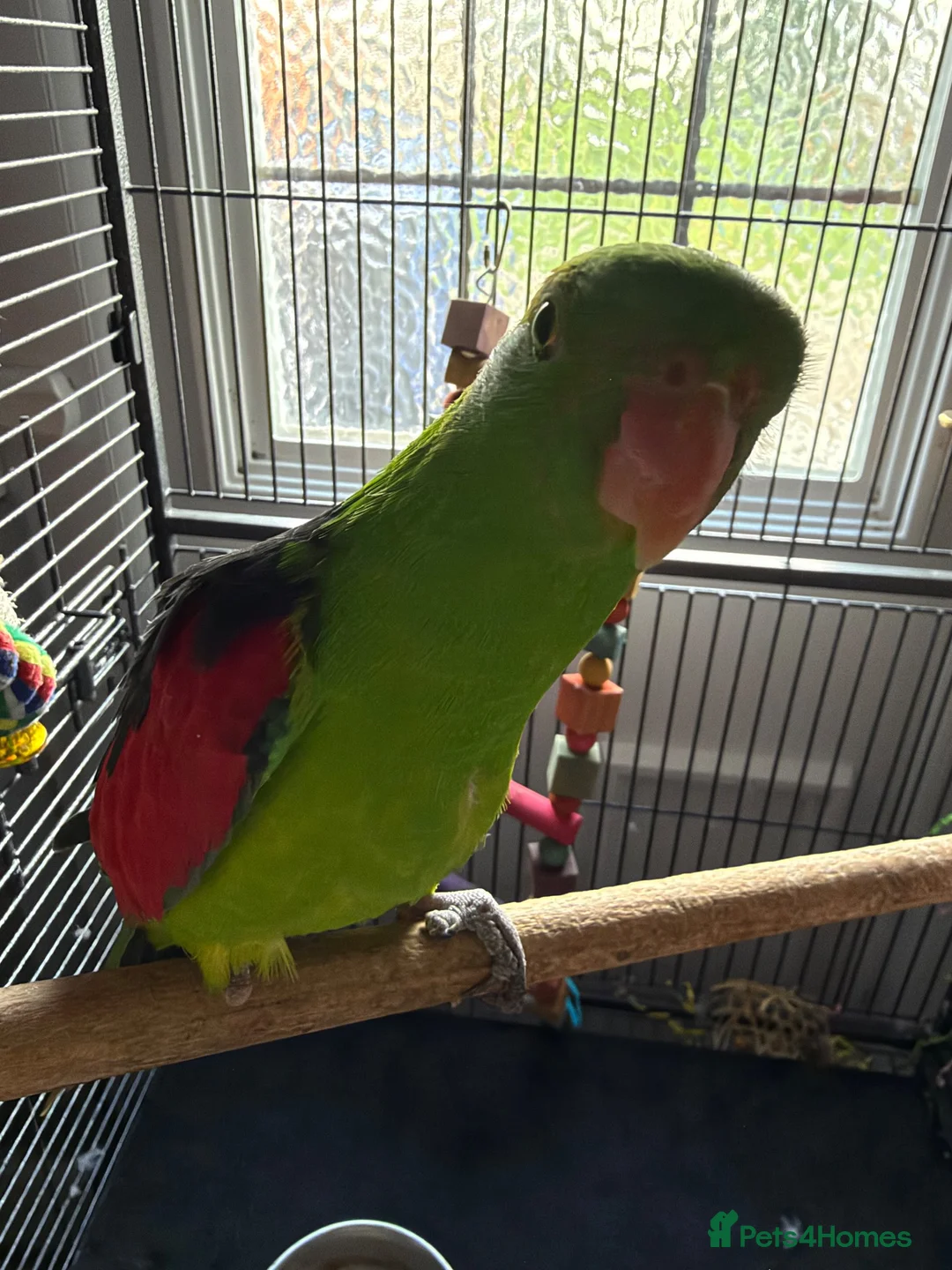 Parrots birds for sale: Semi tame crimson wing - Advert 4