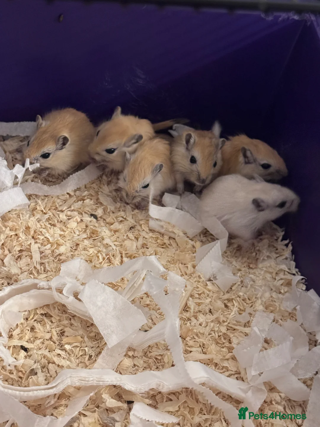 Gerbil rodents for sale: 5 x gerbils  - Advert 2