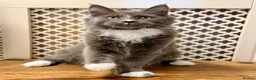 Maine Coon cats for sale: 💙 BLUE MAINE COON BOY *PARENTS HEALTH TESTED* 💙 - Advert 5