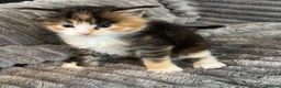 Maine Coon cats for sale: 2 beautiful Maine coon kittens - Advert 13