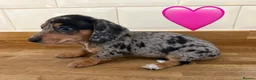 Miniature Dachshund dogs for sale: Beautiful Dapples 5 Star Licensed 5 Star reviews  - Advert 22