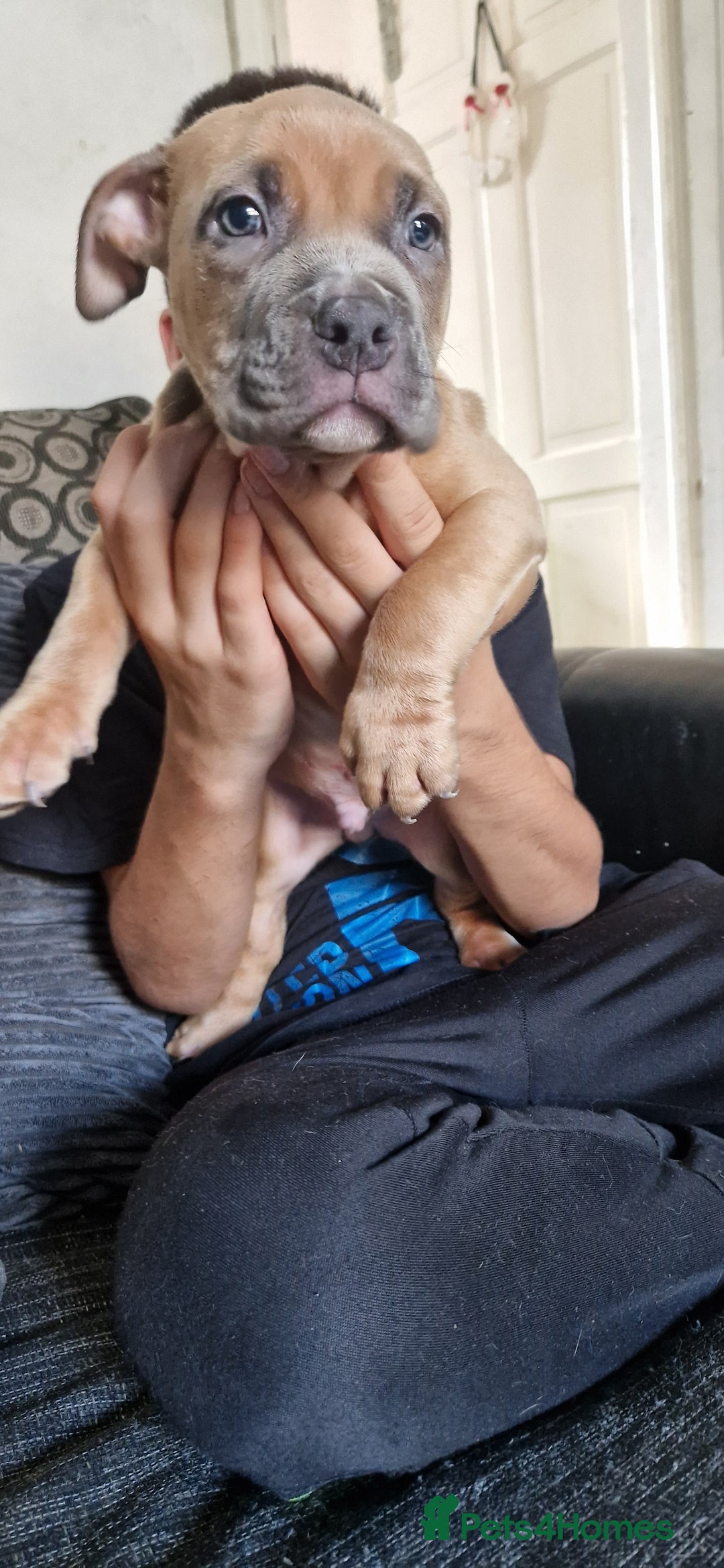 American Bully dogs for sale: Pocket bully pups - Image 1