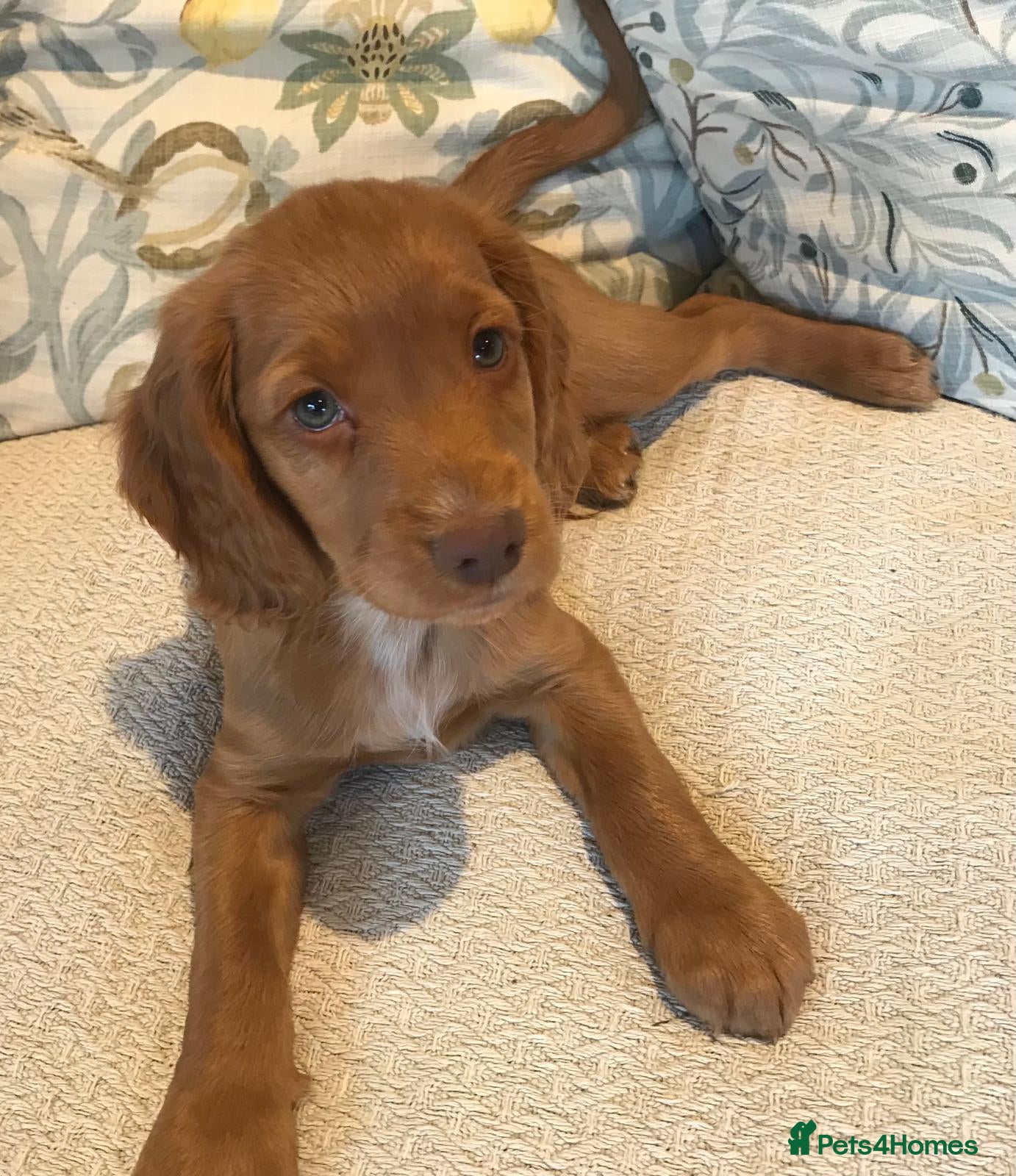 Cocker Spaniel dogs Beautiful KC reg working Cocker Spaniel puppies - Advert 4