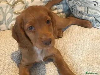 Cocker Spaniel dogs Beautiful KC reg working Cocker Spaniel puppies - Advert 17