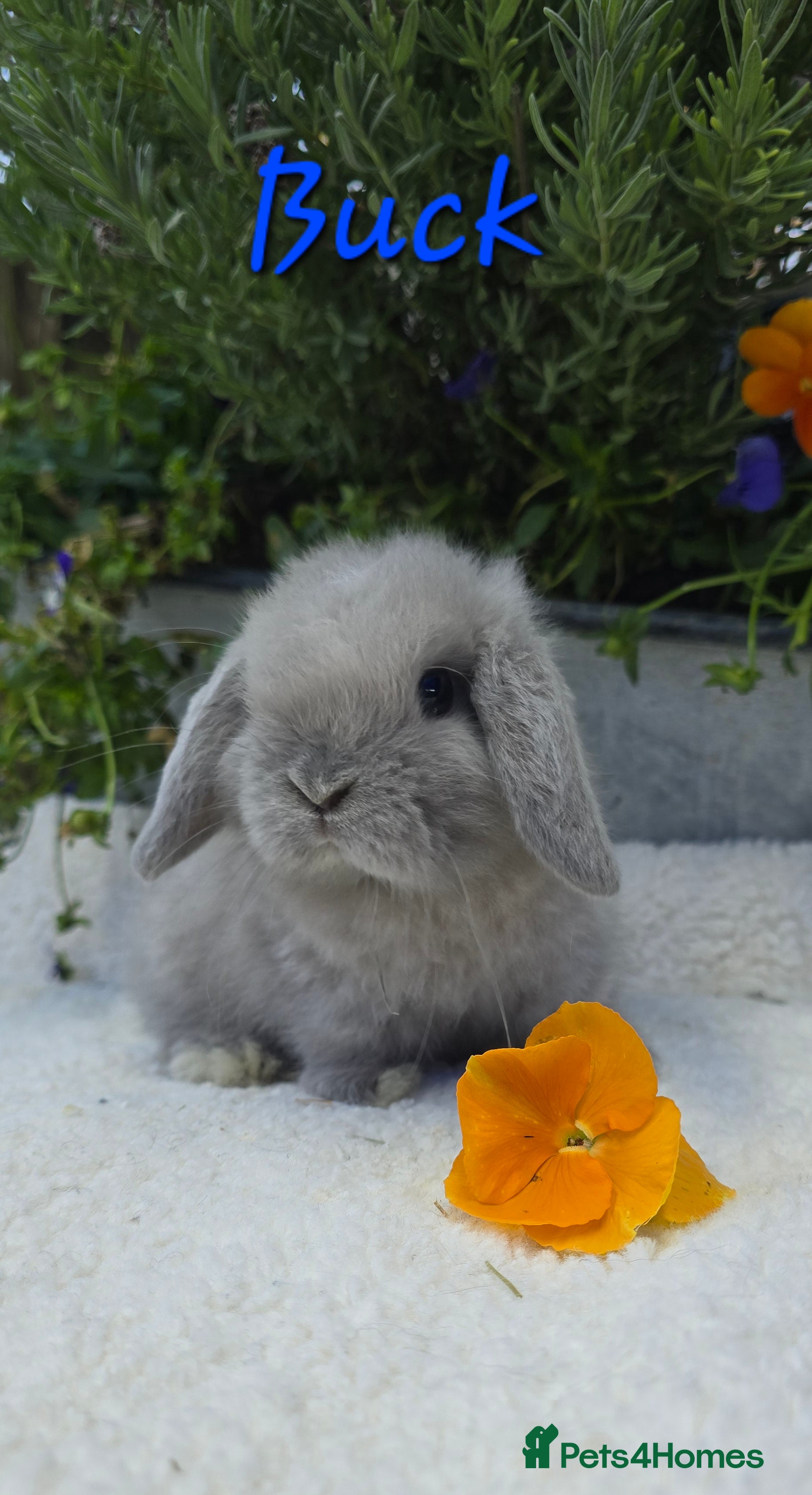 Mini Lop rabbits Beautiful mini lops girls and boys - Advert 11