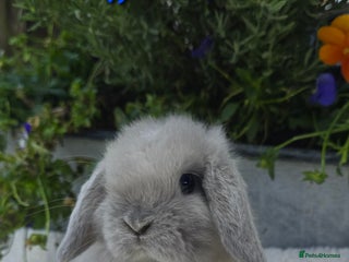 Mini Lop rabbits Beautiful mini lops girls and boys - Advert 6
