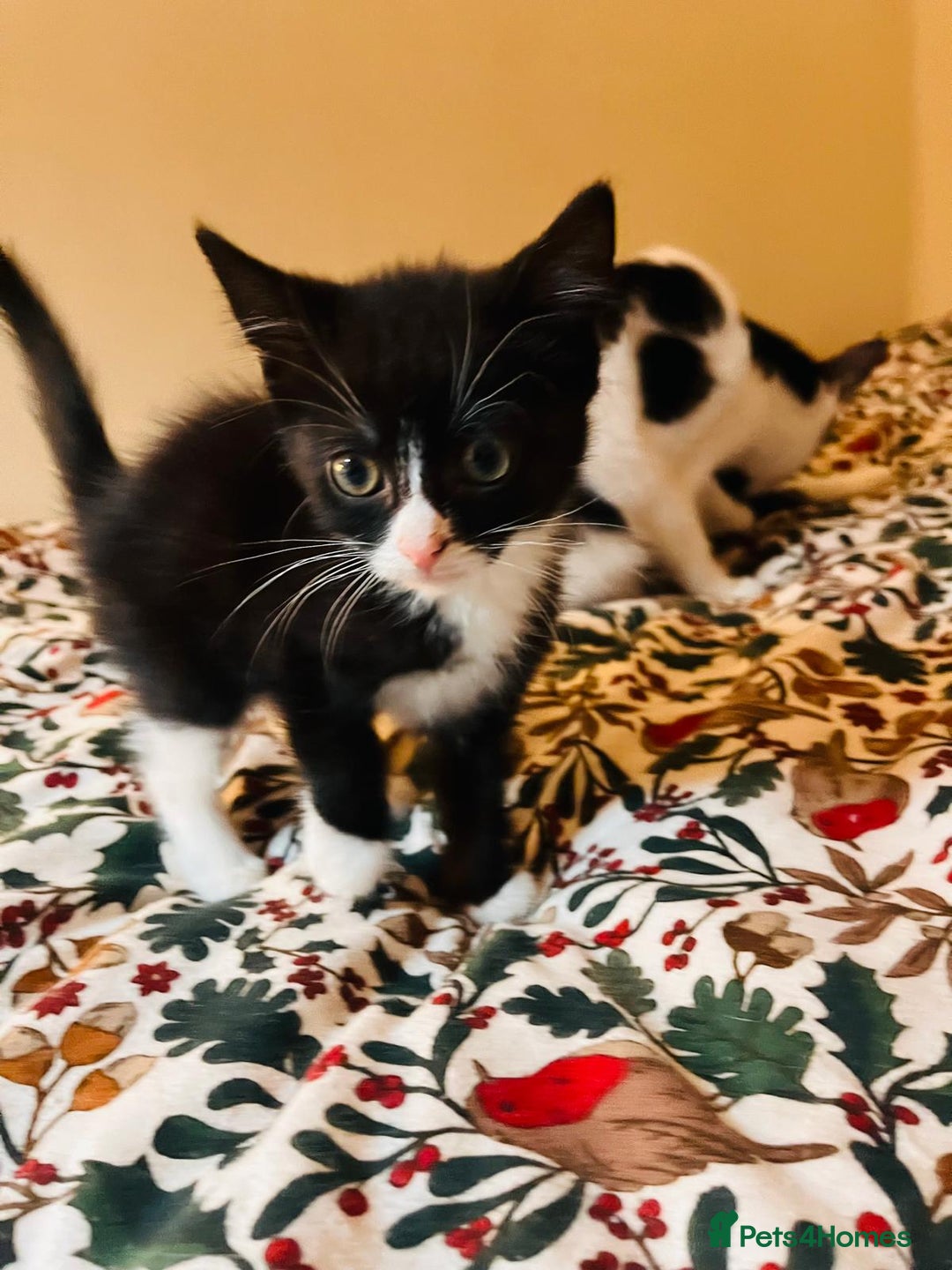 Mixed Breed cats for sale: Two beautiful kitten ready to go now - Image 4