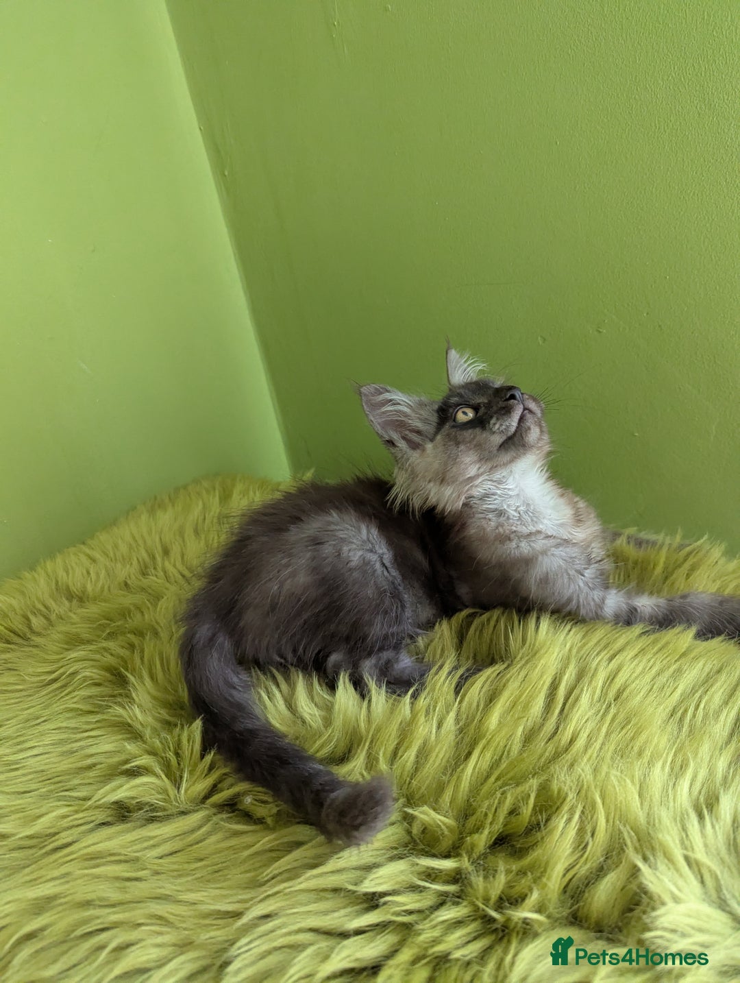 Maine Coon cats for sale: Beautiful Pedigree Maine Coon Kittens  - Image 5