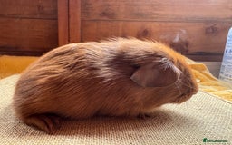 Guinea Pig rodents for sale: Beautiful self PE golden guinea pigs  - Image 5