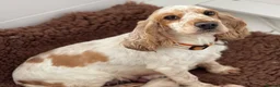 Cockapoo dogs for sale: Ready NOW F1 toy cockapoos - Advert 8