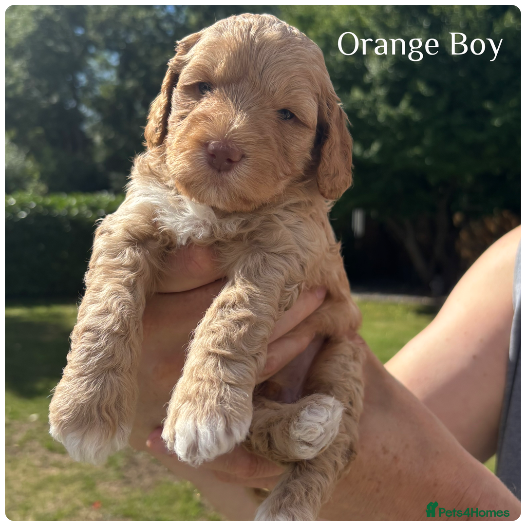 Australian Labradoodle dogs for sale: Pure Australian Labradoodle Puppies ready 30/09/25 - Image 14