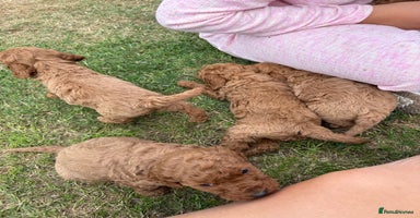 Cockapoo dogs - Advert 3