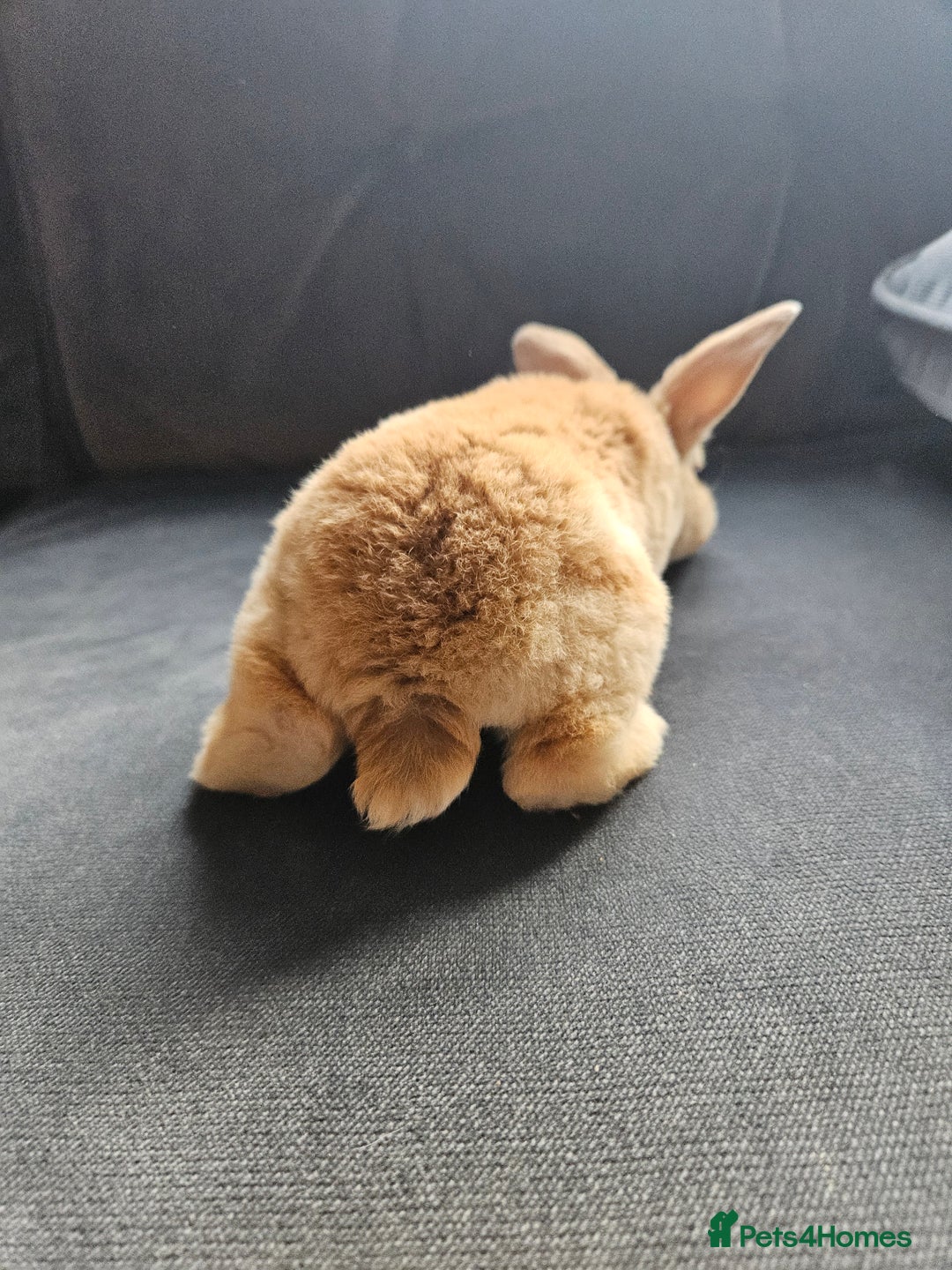 Mini Lop rabbits for sale: Red Rex x Mini Plush Lop - Advert 13