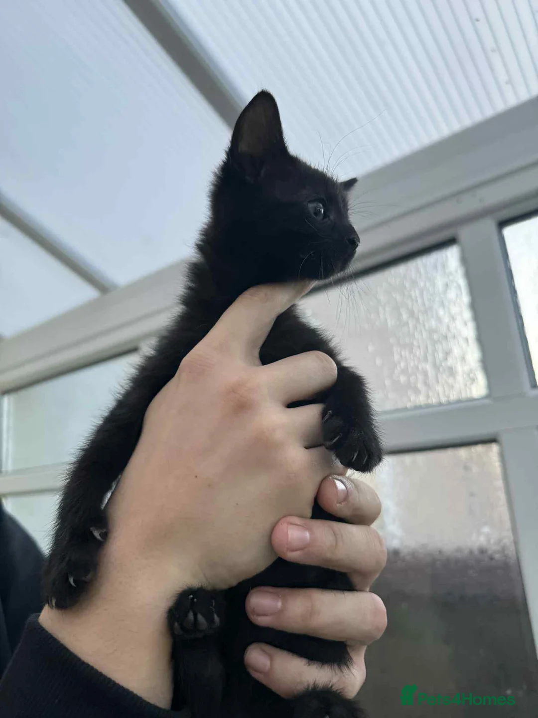 Mixed Breed cats for sale: Maine coon xxx - Advert 15