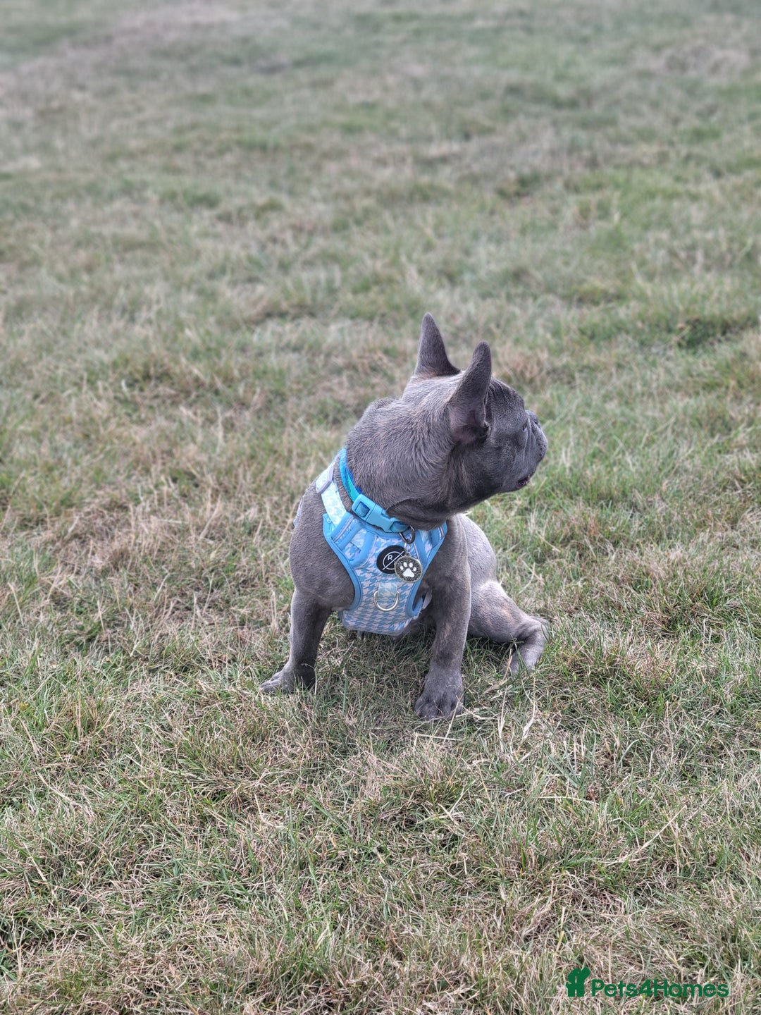 French Bulldog dogs for sale: Male French bulldog  - Image 2
