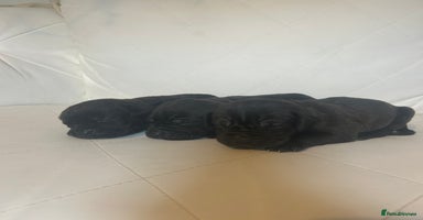 Mixed Breed dogs - Advert 9