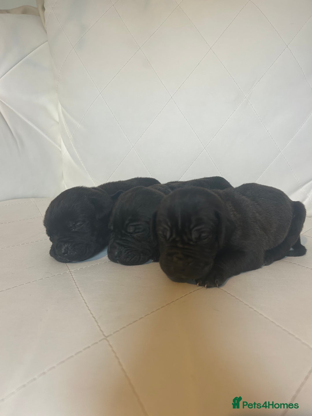 Mixed Breed dogs for sale: Stunning dogue de Bordeaux X cane corso - Image 3