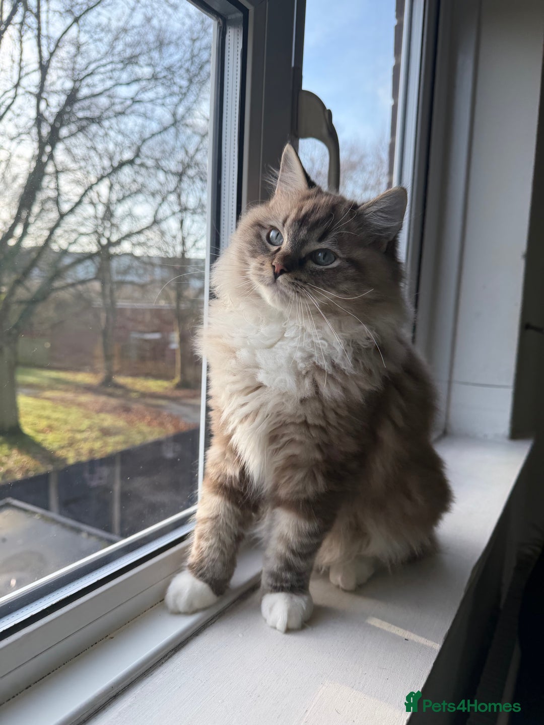 Ragdoll cats for sale: Seal Lynx Mink ragdoll  - Advert 1