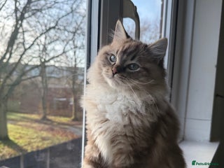 Ragdoll cats Seal Lynx Mink ragdoll - Advert 16