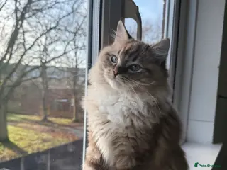 Ragdoll cats Seal Lynx Mink ragdoll - Advert 20